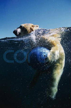bearonbouy.jpg