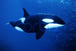 killerwhale.jpg