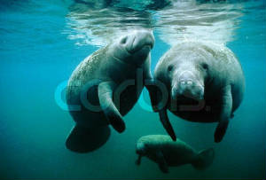 manatees.jpg