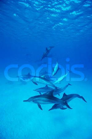 spinnerdolphins.jpg